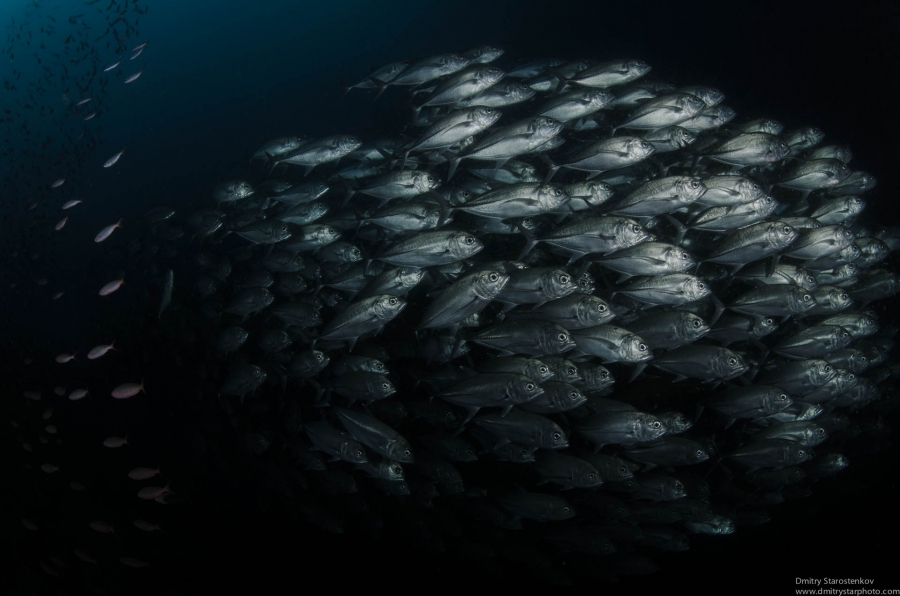 School of jacks