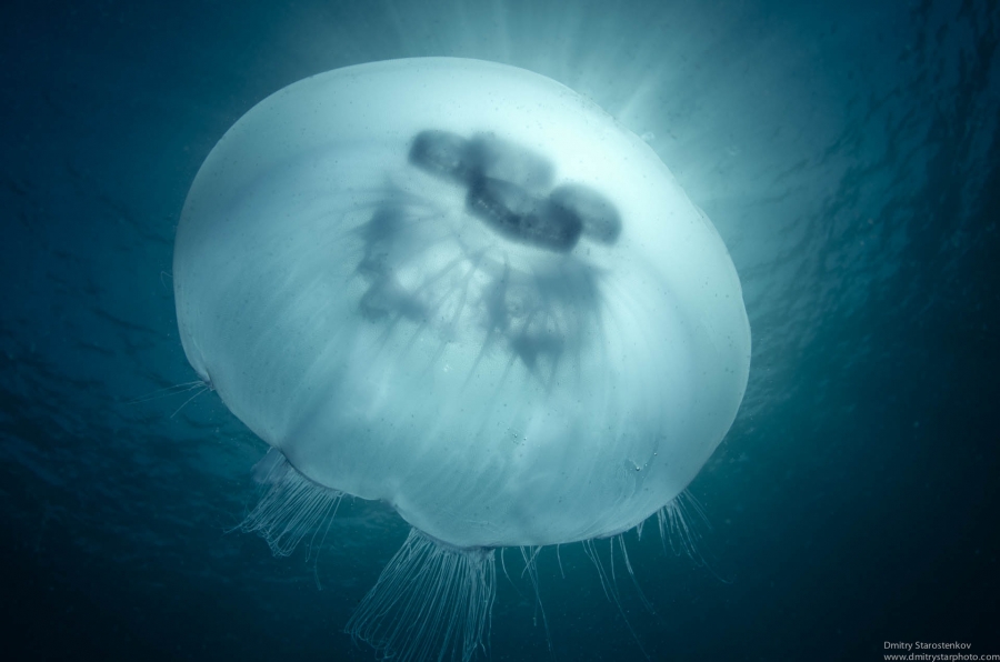 Shining jellyfish