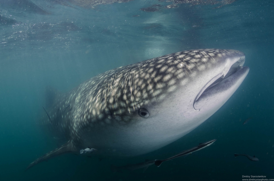 The whale shark portrait