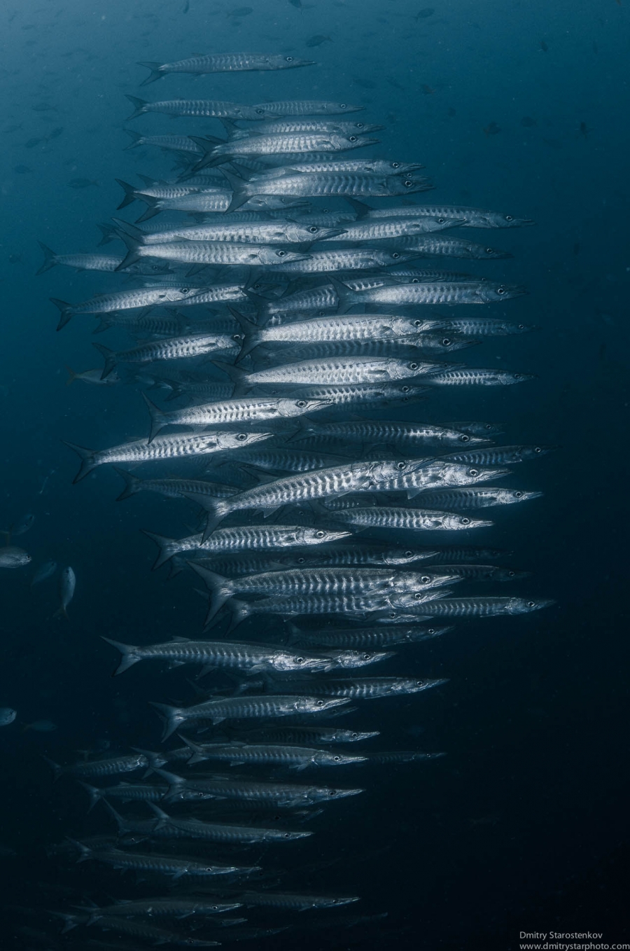 Barracuda ladder