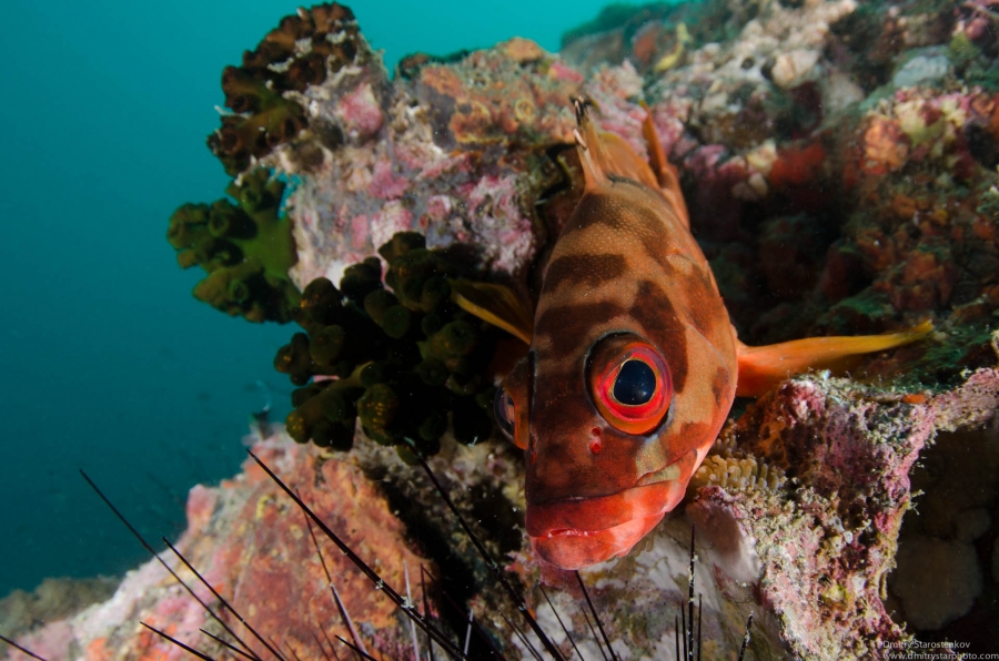 Grouper close-up portrait