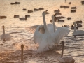 Dancing on the water