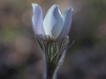 Spring beauty