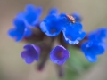 Red on blue