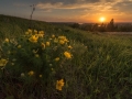 Spring flowers