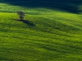 Green waves
