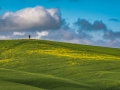The lonely tree