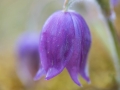 Pasqueflower