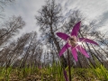Spring forest