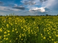 Summer fields