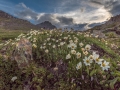 White dryas
