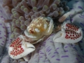 Porcelain crab