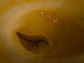 Cute anemone shrimp