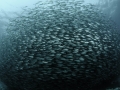 Stunning baitball