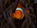 Thoughtful Nemo