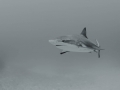 The shark in BW