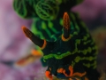 Nembrotha kubaryana