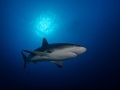 Shark under the sunball