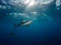 Sharks in the sunrays