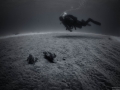 Sandy diver