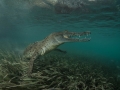 Graceful crocodile