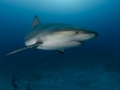 Shark portrait