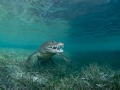 Cutie croc