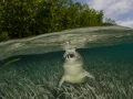 Undercover teeth