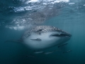 Whale shark at the Gulf of Thailand