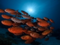 School of bigeye