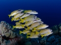 Bluestripe snappers