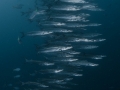 Swarm of barracudas