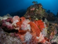 Scorpionfish under the sunburst