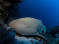Leopard shark