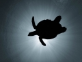 The soaring turtle