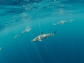 Sharks galore