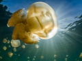 Jellyfish bulb