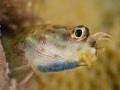 Curious blenny