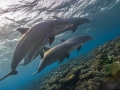 Morning dolphins