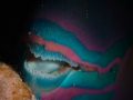 Parrotfish's teeth