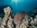 Moray eel under the sunrays