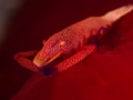 Emperor shrimp