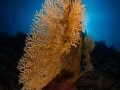 Glowing gorgonaria