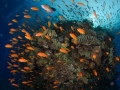 Abudance of coral reef