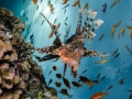 Lionfish