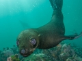 Curious puppy seal