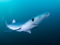 Shark's elegance