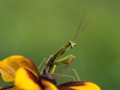 Mantis on the flower