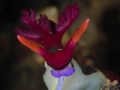 Portrait of Nembrotha chamberlaini nudibranch