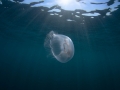 Aurelia jellyfish